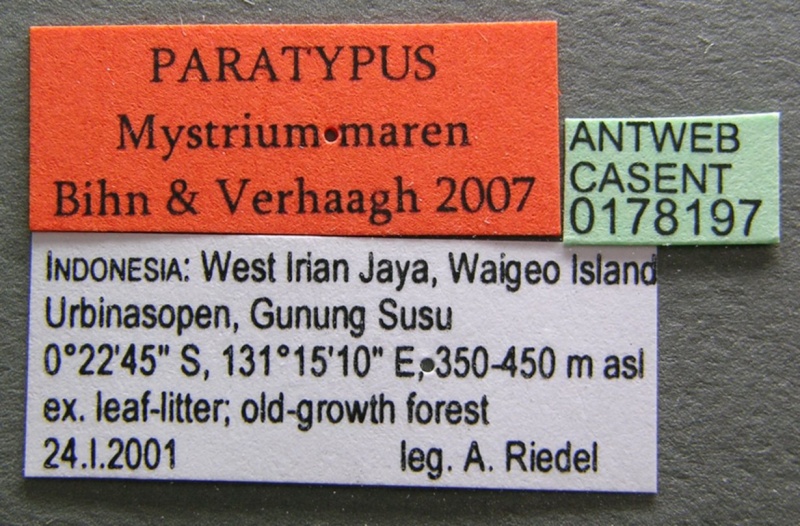 File:Mystrium maren casent0178197 label 1.jpg