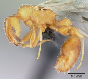 Nesomyrmex angulatus casent0147246 profile 1.jpg