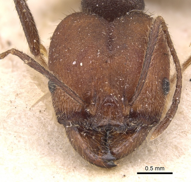 File:Pheidole delecta casent0904358 h 1 high.jpg