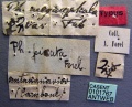 Specimen labels