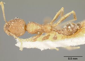 Pheidole punctatissima casent0601257 dorsal 1.jpg