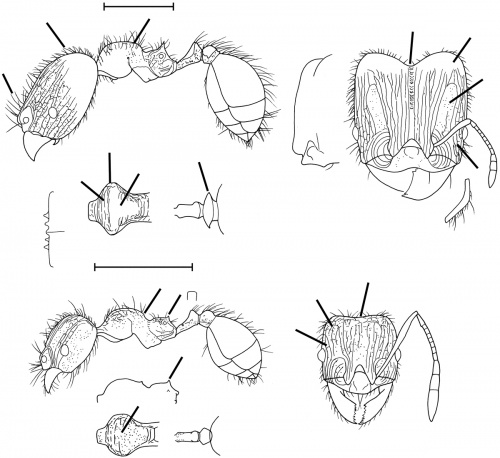 Pheidole risii Wilson 2003.jpg