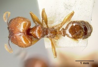 Pheidole stulta jtlc000014070 dorsal 1.jpg