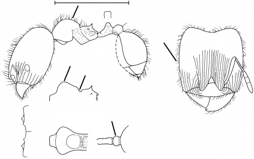 Pheidole tenerescens Wilson 2003.jpg