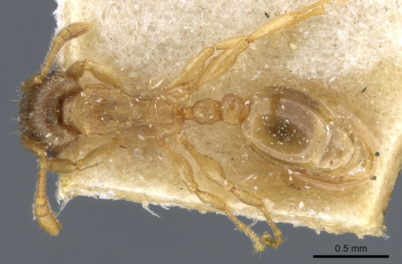 File:Tetramorium dumezi casent0904834 d 1 high.jpg