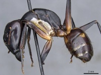 Camponotus sexpunctatus casent0905797 p 1 high.jpg