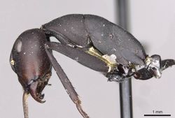 Camponotus somalinus curtior casent0910273 p 1 high.jpg