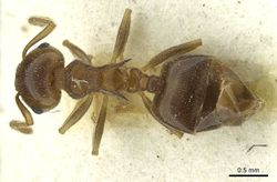 Crematogaster zavattarii casent0912824 d 1 high.jpg