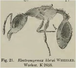 Electromyrmex klebsi.jpg