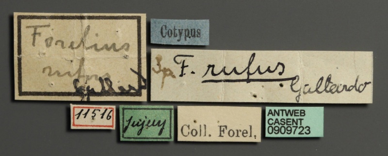 File:Forelius rufus casent0909723 l 1 high.jpg