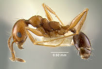 MCZ-ENT00020688 Pheidole jelskii-hal.jpg