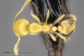 MCZ-ENT00512207 Solenopsis sp2 had.jpg