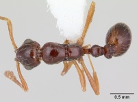 Megalomyrmex incisus casent0173975 dorsal 1.jpg