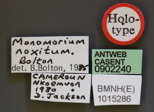 Monomorium noxitum casent0902240 l 1 high.jpg