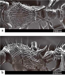 Myrmecina spinosa F42ab.jpg