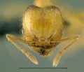 Pheidole-jacobsoniHM6.3x.jpg