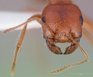 Pogonomyrmex californicus casent0005710 head 1.jpg