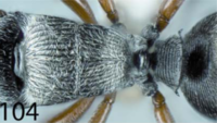 Polyrhachis snellingi D.png