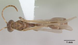 Pseudomyrmex denticollis casent0173749 dorsal 1.jpg