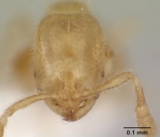 Solenopsis tetracantha casent0178148 head 1.jpg