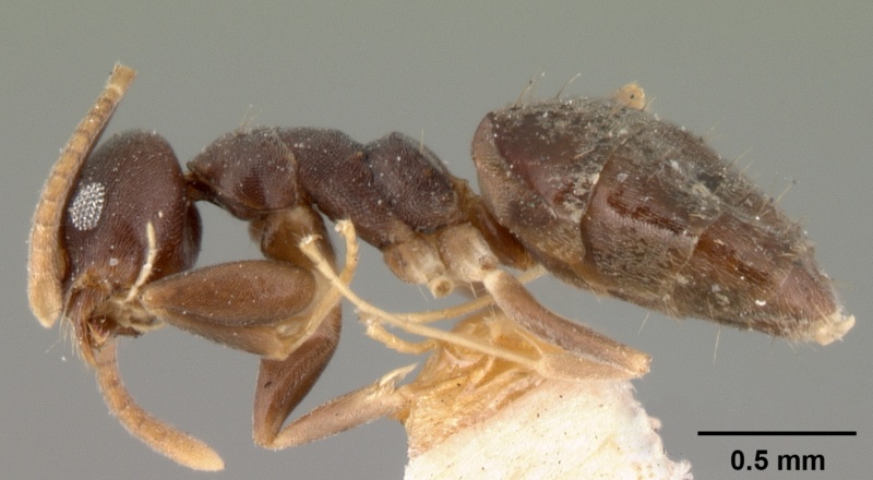 File:Technomyrmex albipes casent0101467 profile 1.jpg