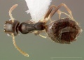 Technomyrmex vitiensis casent0005326 dorsal 1.jpg