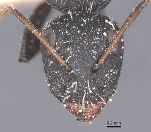 Camponotus benguelensis casent0911829 h 1 high.jpg
