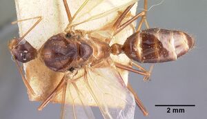 Camponotus dufouri casent0101685 dorsal 1.jpg