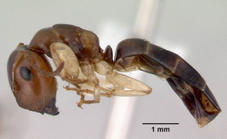 Camponotus macrocephalus side CAS0172179-web.jpg