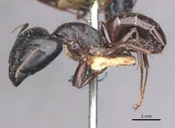 Camponotus natalensis corvus casent0910301 p 1 high.jpg
