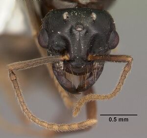 Lasius interjectus casent0103544 head 1.jpg