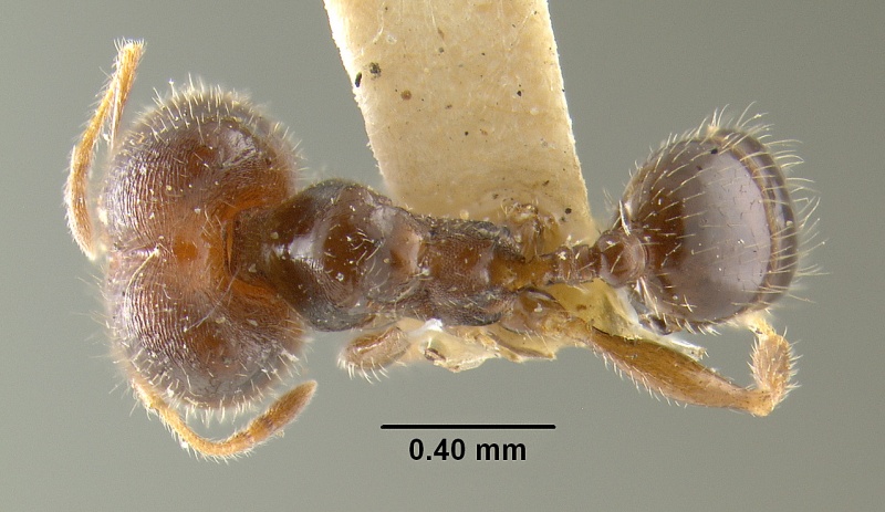 File:MCZ-ENT00020733 Pheidole carbonaria had.jpg