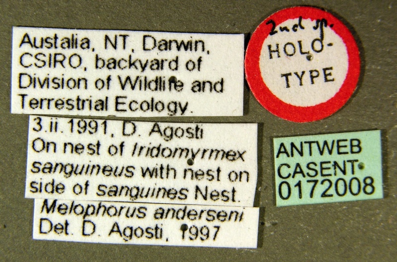 File:Melophorus anderseni casent0172008 label 1.jpg