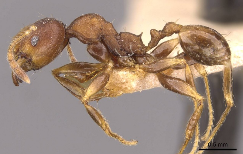 File:Pheidole alpinensis casent0908094 p 1 high.jpg