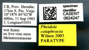 Pheidole cataphracta casent0624247 l 1 high.jpg