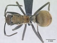 Polyrhachis militaris casent0094091 dorsal 1.jpg