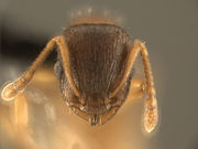 Temnothorax rugatulus MCZ001H.jpg