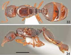 Tetramorium kephalosi F33-34.jpg