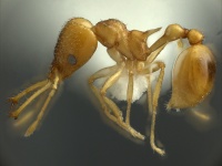 Acanthognathus-ocellatusL.jpg