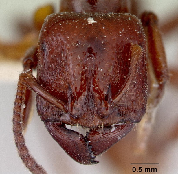 File:Amblyopone mercovichi holotype head ANIC32-016365 CAS0172207-Antwiki.jpg