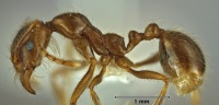 Aphaenogaster barbigula side view