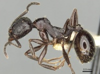 Aphaenogaster obsidiana casent0280957 p 1 high.jpg