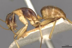 Camponotus discors casent0910291 p 1 high.jpg