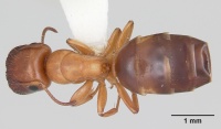 Camponotus etiolatus casent0104766 dorsal 1.jpg