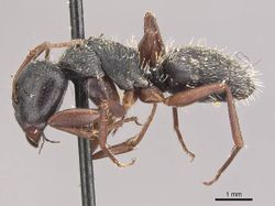 Camponotus foraminosus casent0910481 p 1 high.jpg