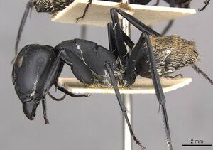 Camponotus fulvopilosus casent0910452 p 1 high.jpg
