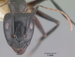 Camponotus maculatus casent0101929 head 1.jpg