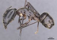 Camponotus wellmani casent0912079 p 1 high.jpg