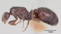 Monomorium emarginatum casent0103535 profile 1.jpg