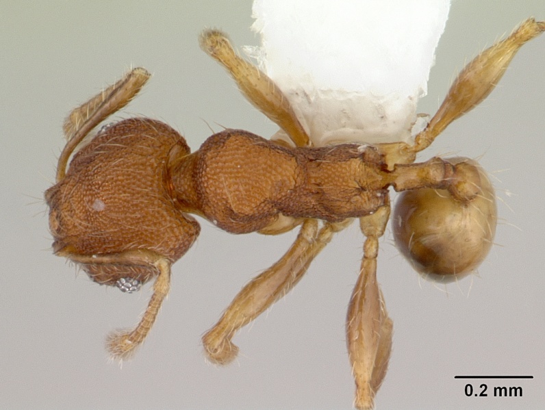 File:Pheidole flavens casent0178022 dorsal 1.jpg